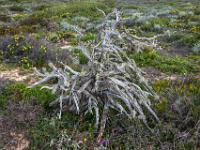 Fotogenes vielendiges Strauchgerippe